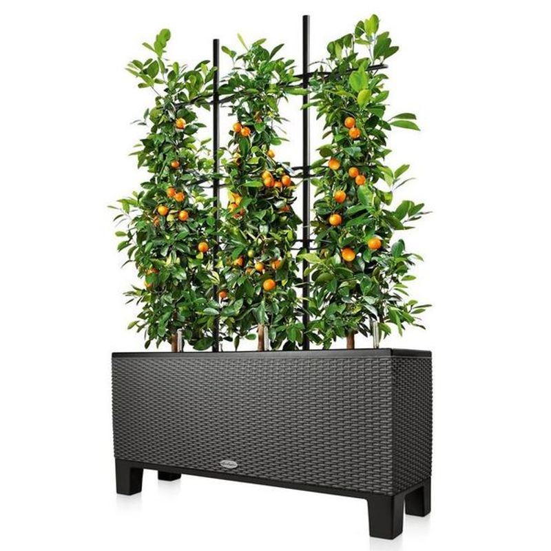 Trio Stone 30 Espalier, Lechuza