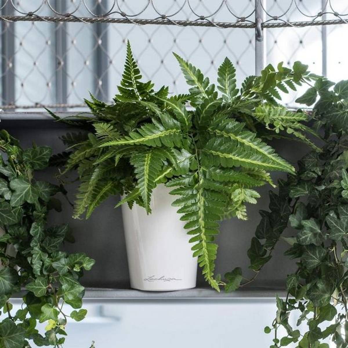 Deltini 'Charcoal Metallic', Lechuza blomsterpotte