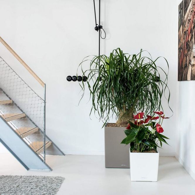 Hovedbilde Cube Premium 30, Lechuza Blomsterpotte