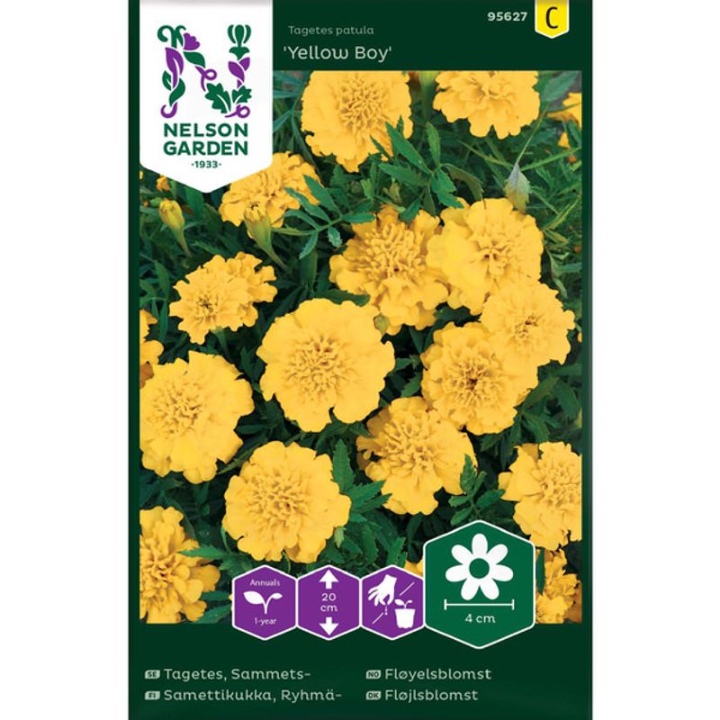 Fløyelsblomst 'Yellow Boy'