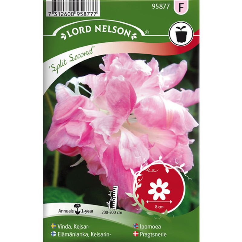 Ipomoea 'Split Second'