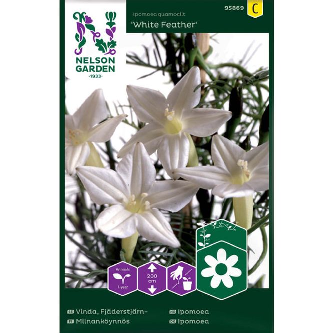 Hovedbilde Ipomoea 'White Feather'