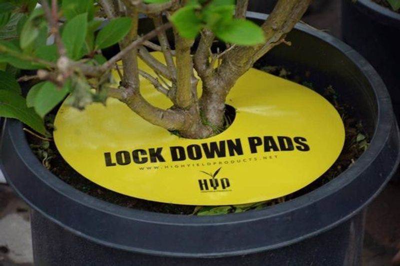 HYP Lockdown Pads 5 pk, 12