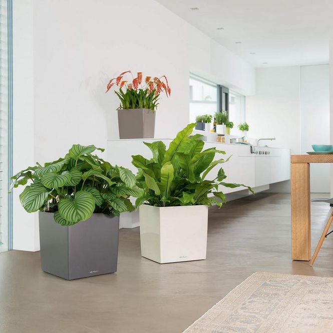Hovedbilde Cube Premium 50, Lechuza Blomsterpotte