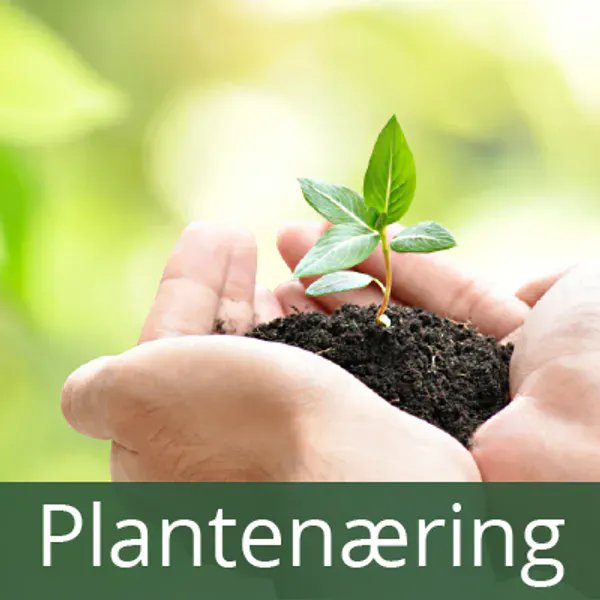 Plantenæring